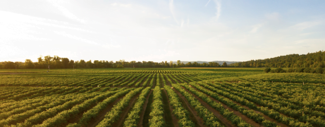 37_News_vânzarea_terenurilor_agricole–norme_de_aplicare