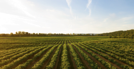 37_News_vânzarea_terenurilor_agricole–norme_de_aplicare